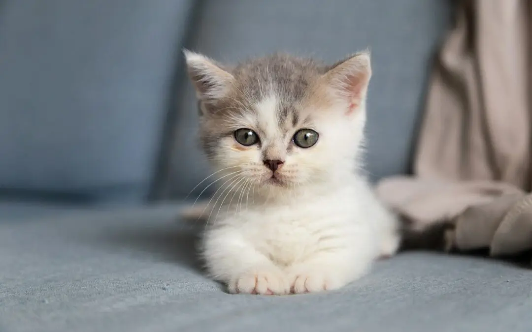 A tiny white and brown kitten sits on a gray sofa, looking directly at the camera.