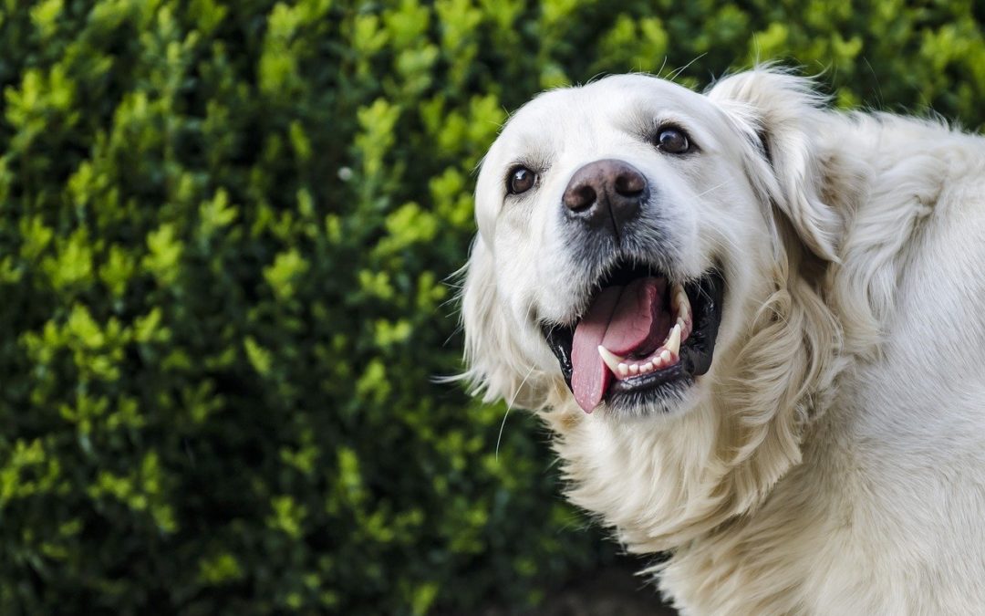 dog gums