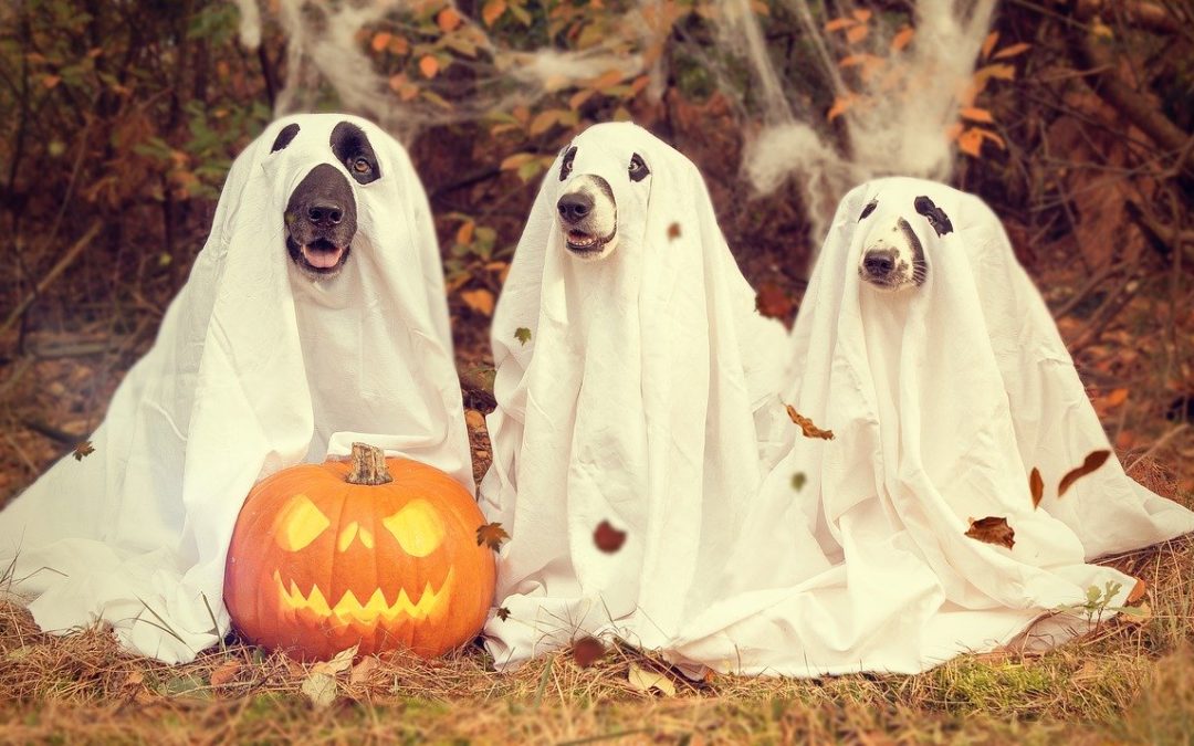 dog halloween