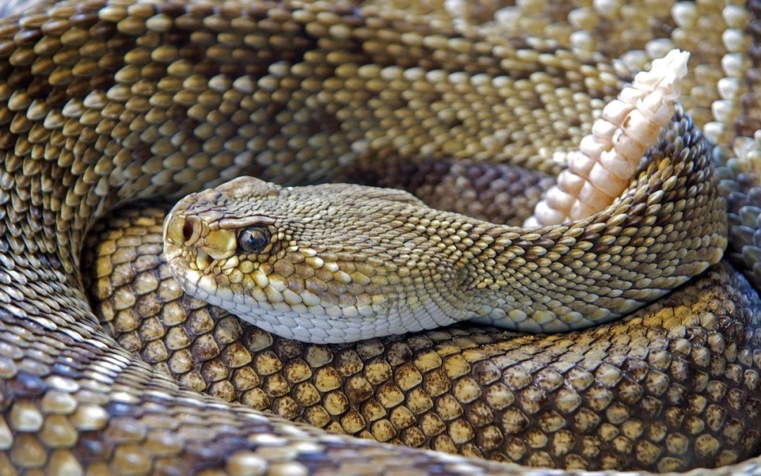 animal hazards - rattlesnake