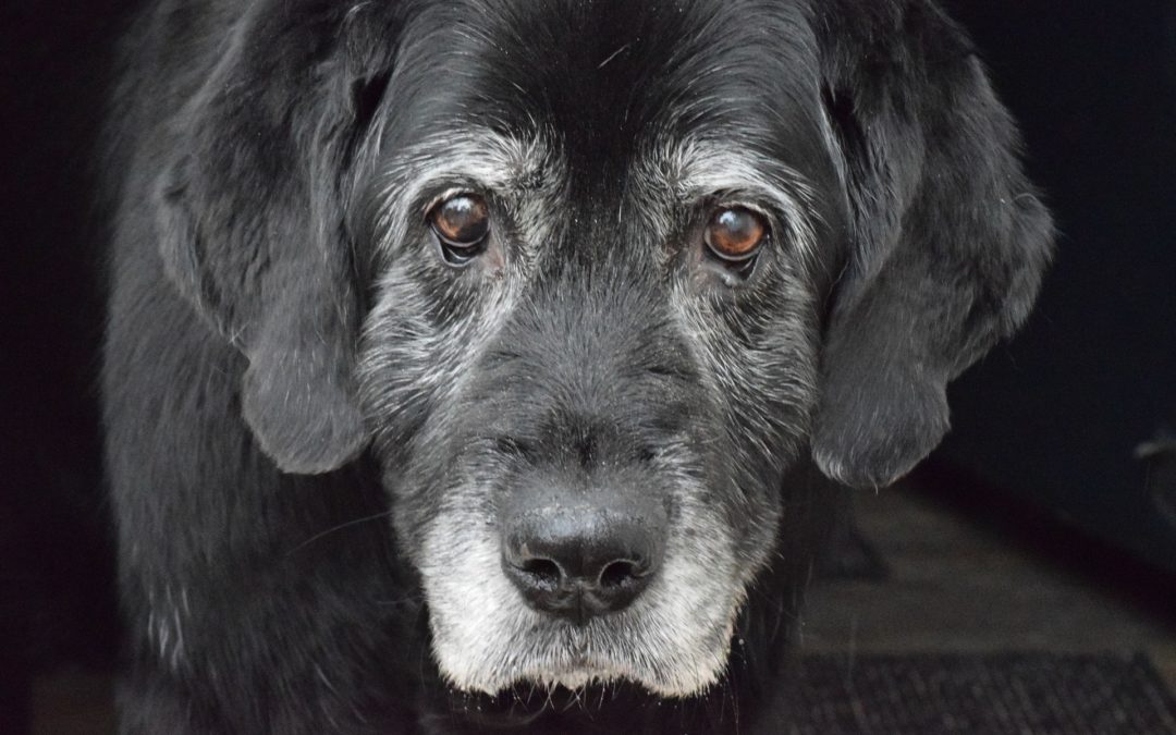 osteoarthritis in dogs - old grey and white dog