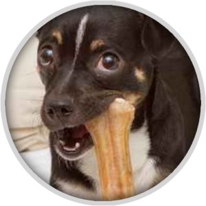 teeth cleaning for dogs