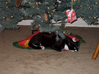 pet hospital - cat lying down under a holiday tree