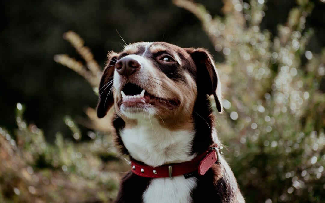 Teeth Cleaning for Dogs