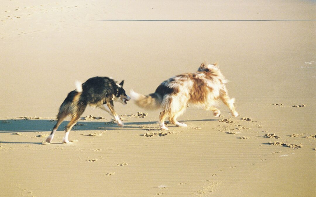 Gilbert Veterinary Clinic | Canine Parasites