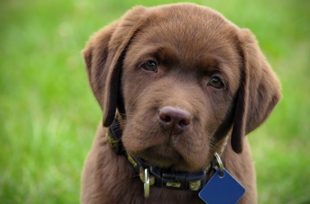 veterinarian - forlorn puppy, against a blurred green background