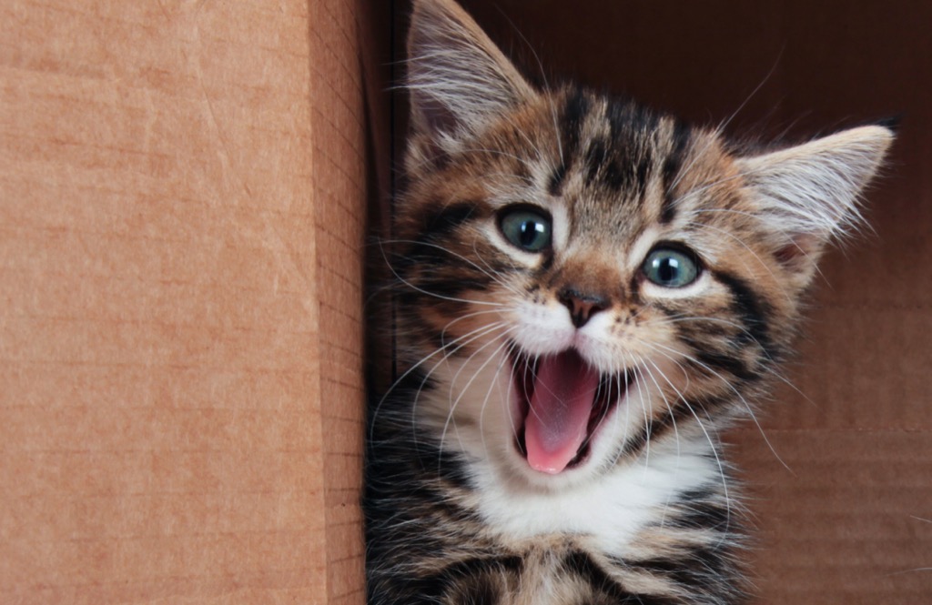 veterinarian near me - kitten with mouth open, peaking out from inside a box