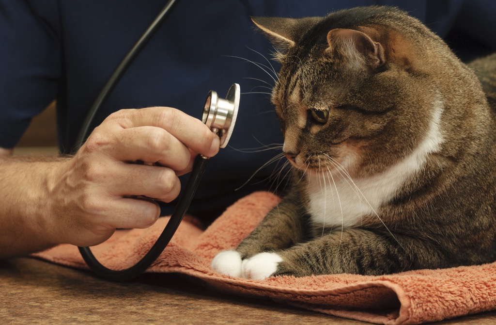 spay and neuter - cat looks at stethoscope held by a vet