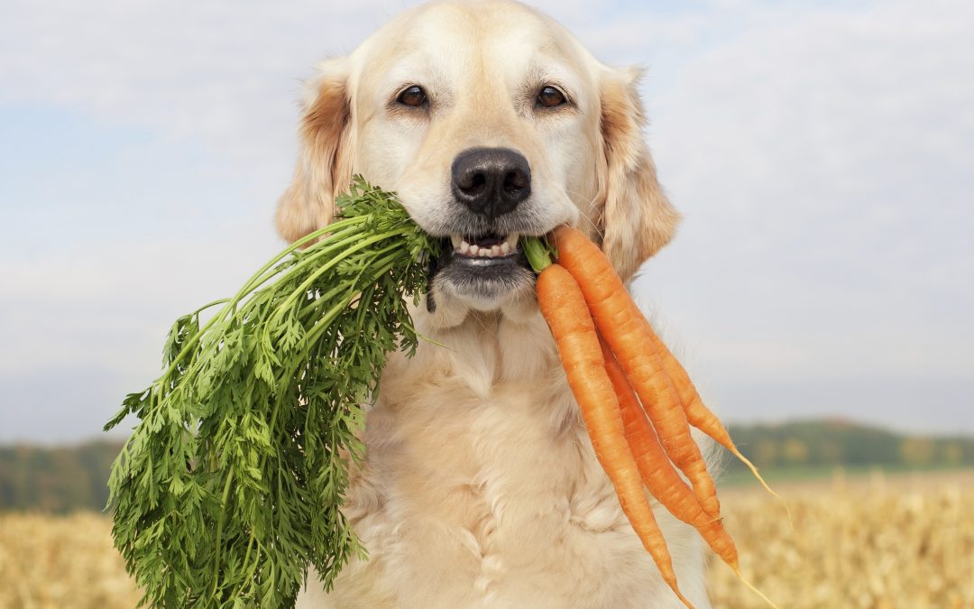 best veterinarian - dog with a bunch of leafy carrots in its mouth