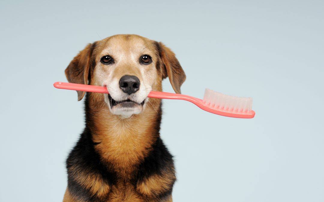 vet clinic near me - dog holding a large hairbrush in its mouth