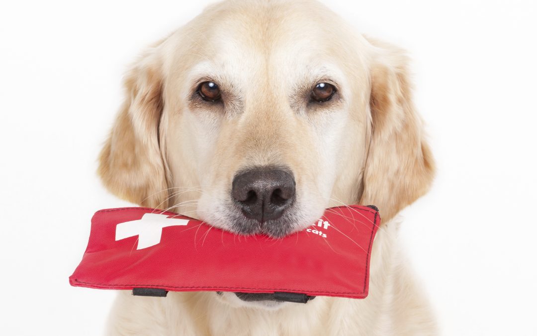 pet emergency clinic near me - dog holding emergency kit in its mouth