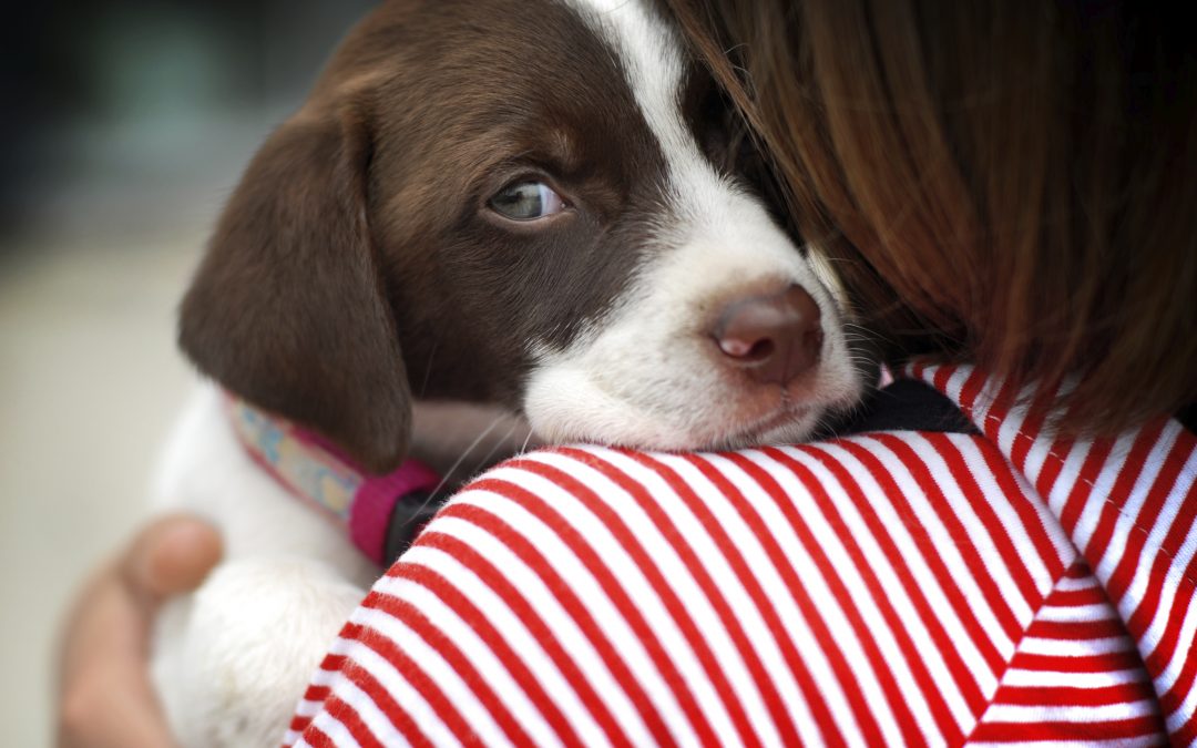 Pet Check Up | Puppy Parvo