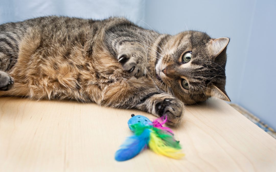 vets near me - cat lying on a table playing with coloured feathers