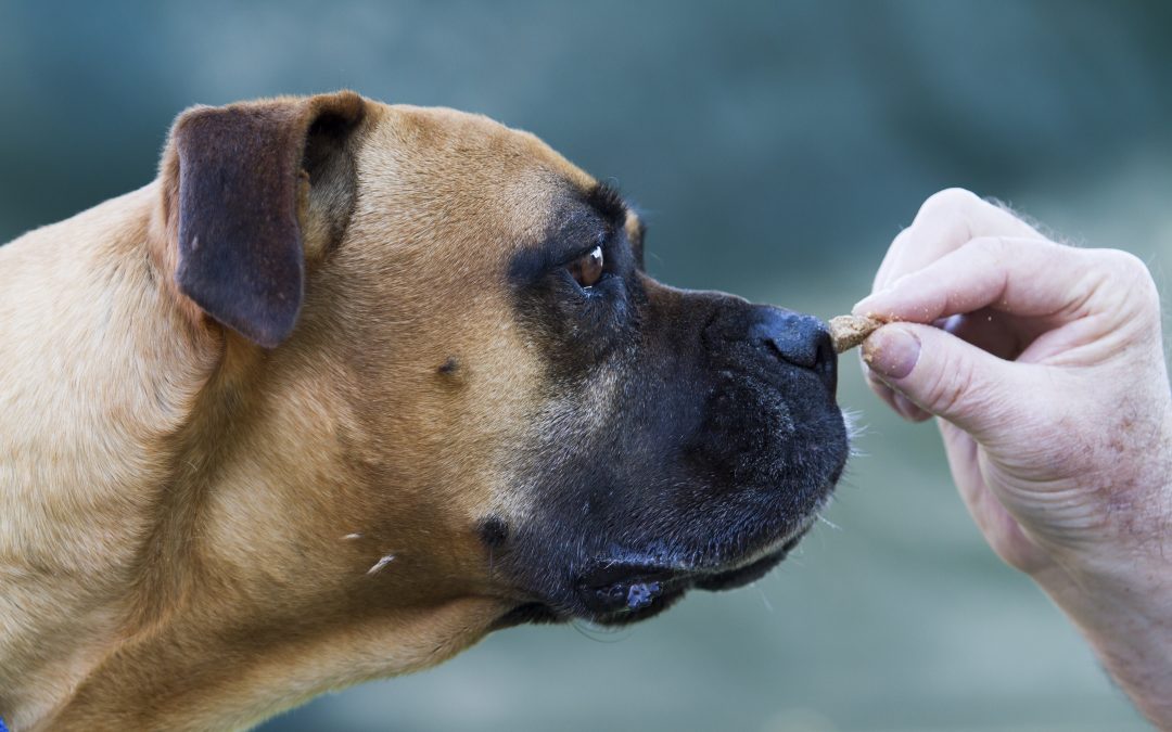 vets near me - Mixed Pit Bull Breed Being Trained