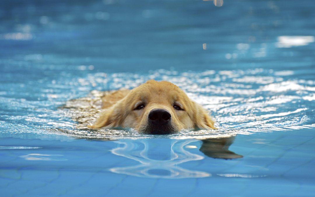 vet care - dog swimming in pool