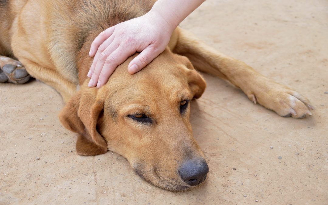 scorpion sting dog - vets near me - petting a stray dog