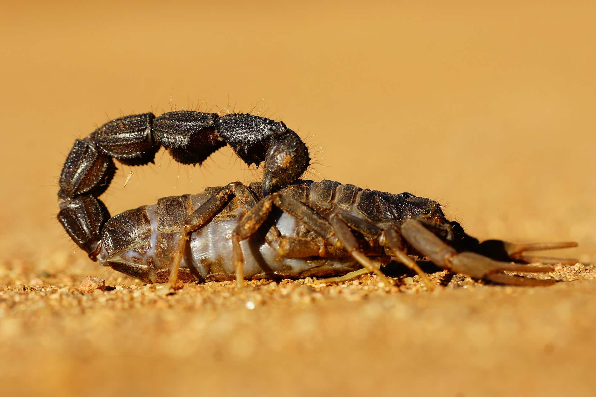 Scorpion Stings and Dogs | East Valley Animal Hospital | Gilbert, image size:1920x1280