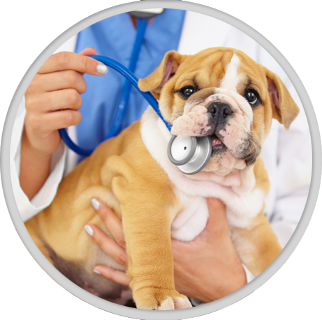 Preventative medicine - vet with stethoscope in dog's mouth