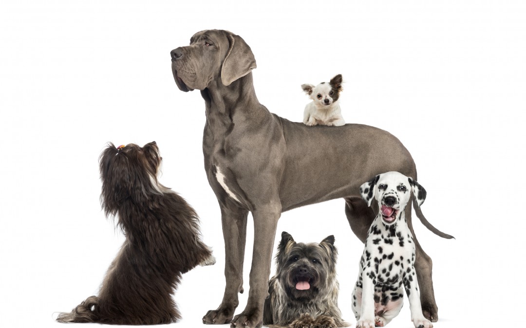 Vet Finder | Which Dog is for You?