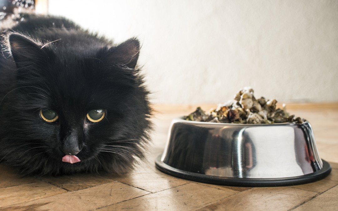 vets office - Cat eating in the floor