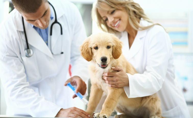 Gilbert Veterinary Clinic - Vets giving shot to a puppy