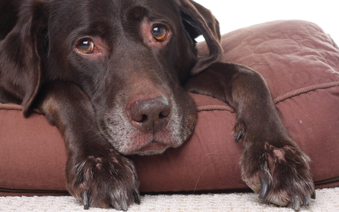 best veterinarian - Old sad dog lying down