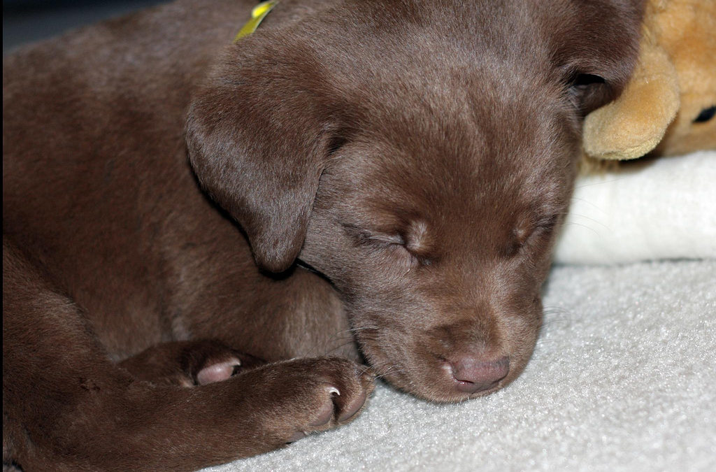 vet, animal, emergency - puppy lying down asleep