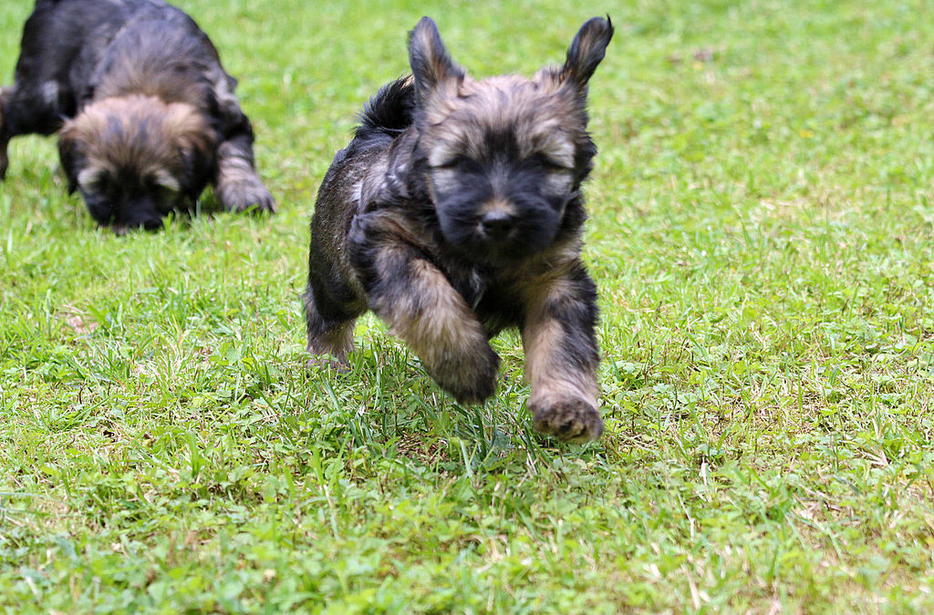 Summer, heat, arizona, pet, vet - puppy running on grass