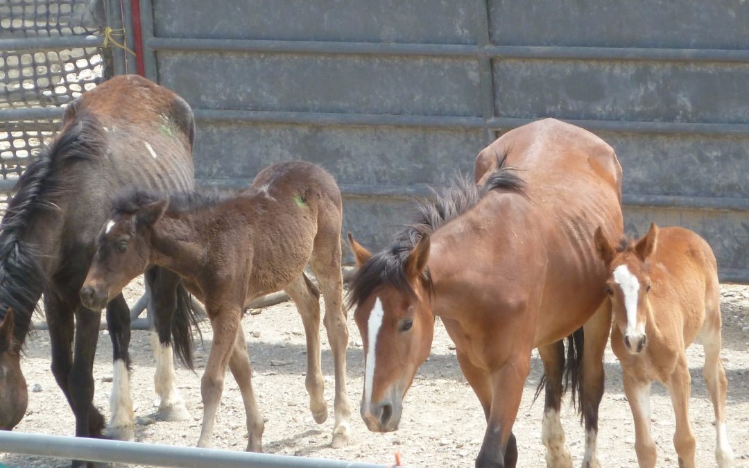 Emergency Pet care - two horses with two foals in a pen