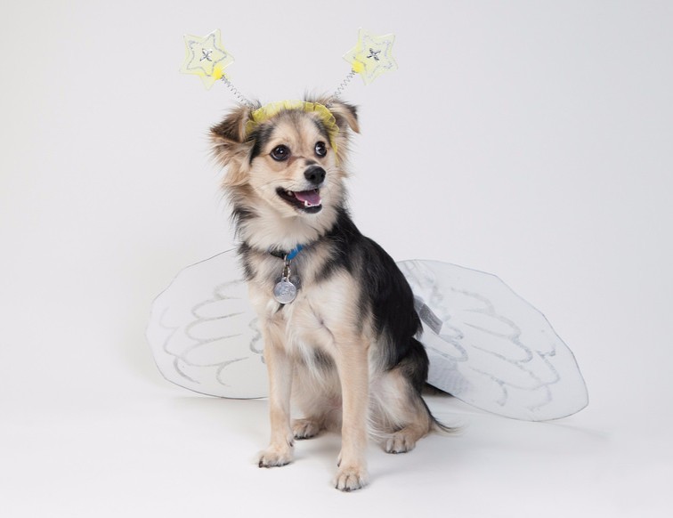mutts, mixed breed, vet - dog with costume wings and star-antennae