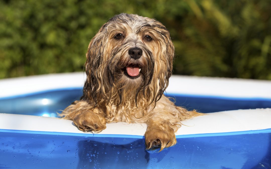vet care - Happy wet havanese dog in an inflatable pool