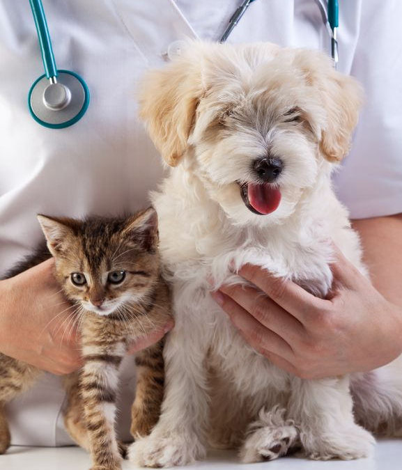 wellness, vet care - person with stethoscope holding cat and dog