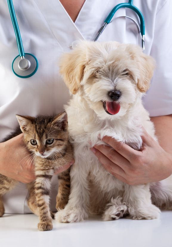 Wellness exam blog person with stethoscope holding cat and dog East