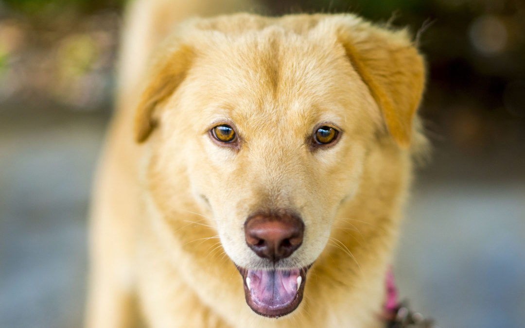 pet clinic in Gilbert - close up of dog's face