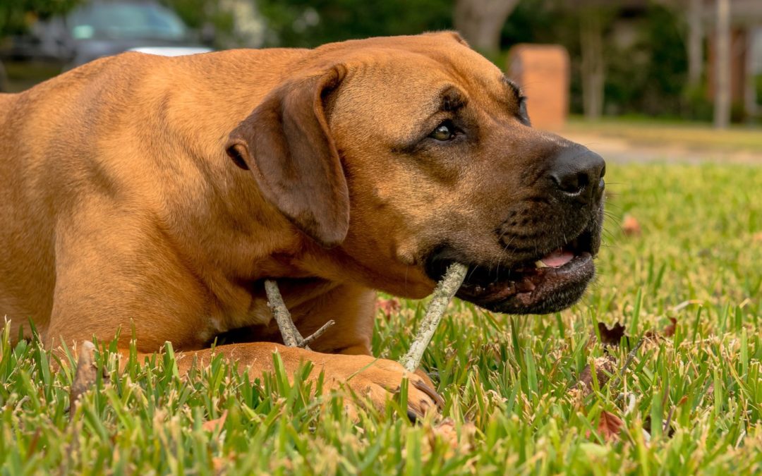 dental care, pet care - dog sitting on grass and gnawing on stick