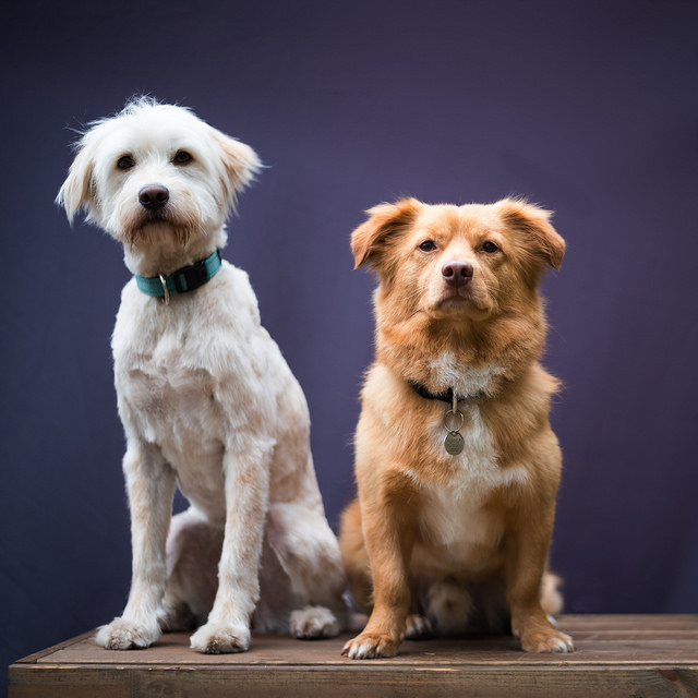 Mutt, adopt, vet - two dogs sitting