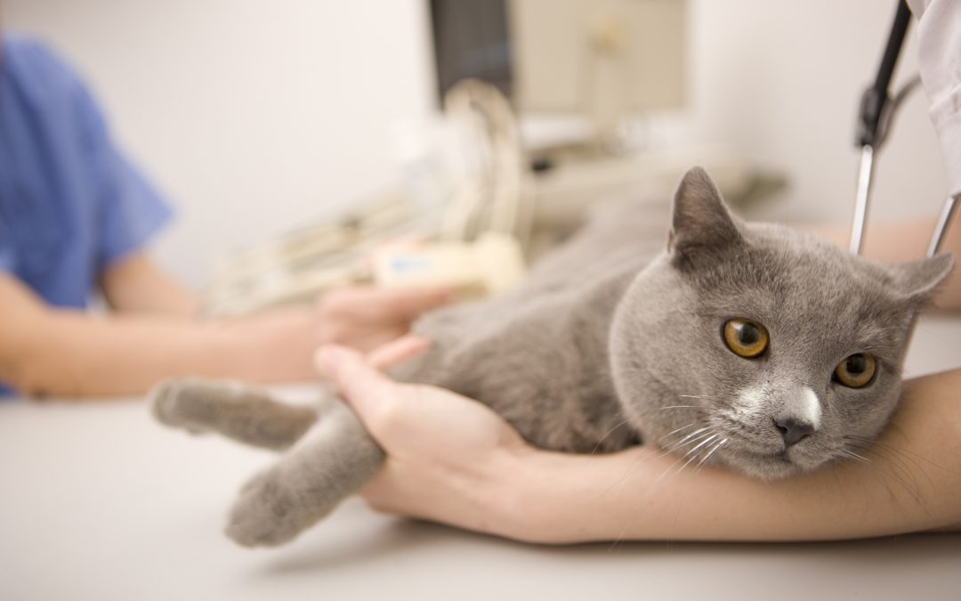 veterinarian near me - Cat at veterinarian