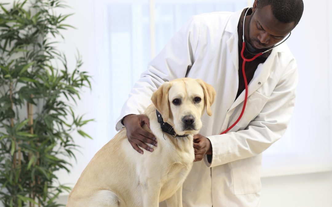 vets near me - Vet examines Labrador