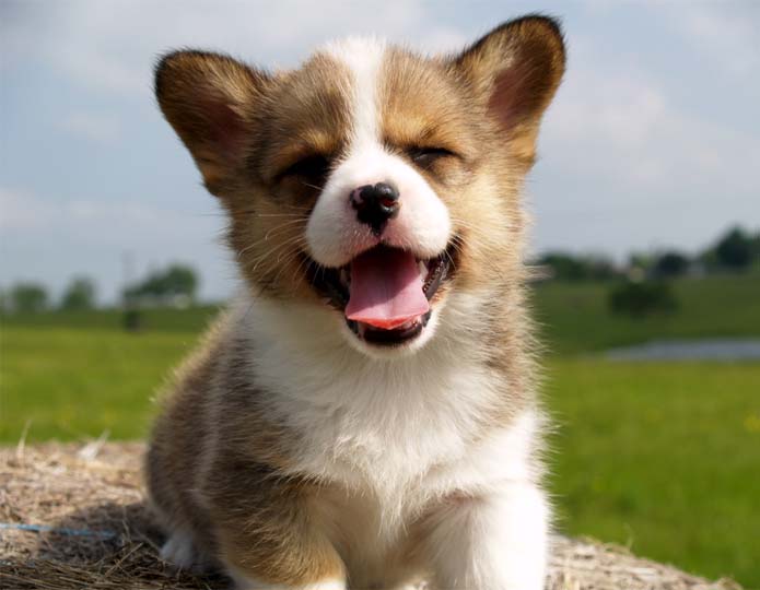 pet vaccines blog - puppy outdoors with its eyes closed