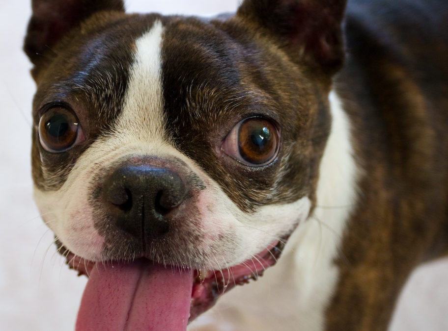online pharmacy - close up of dog's face with tongue out