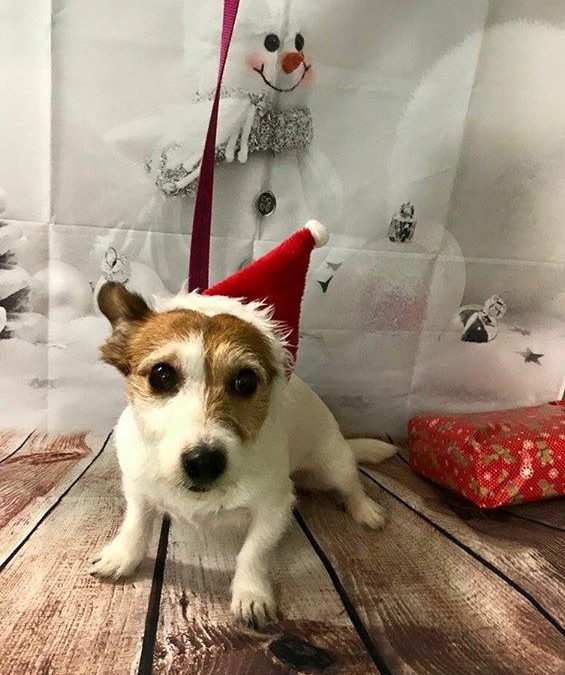 festive pets - dog with holiday hat on its head