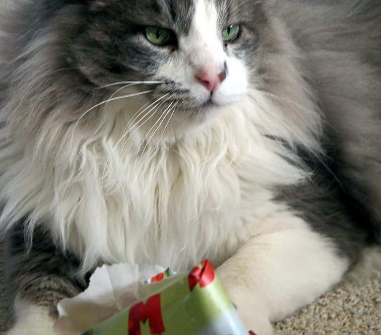 holiday pet gifts - cat with gift wrap paper and ribbon
