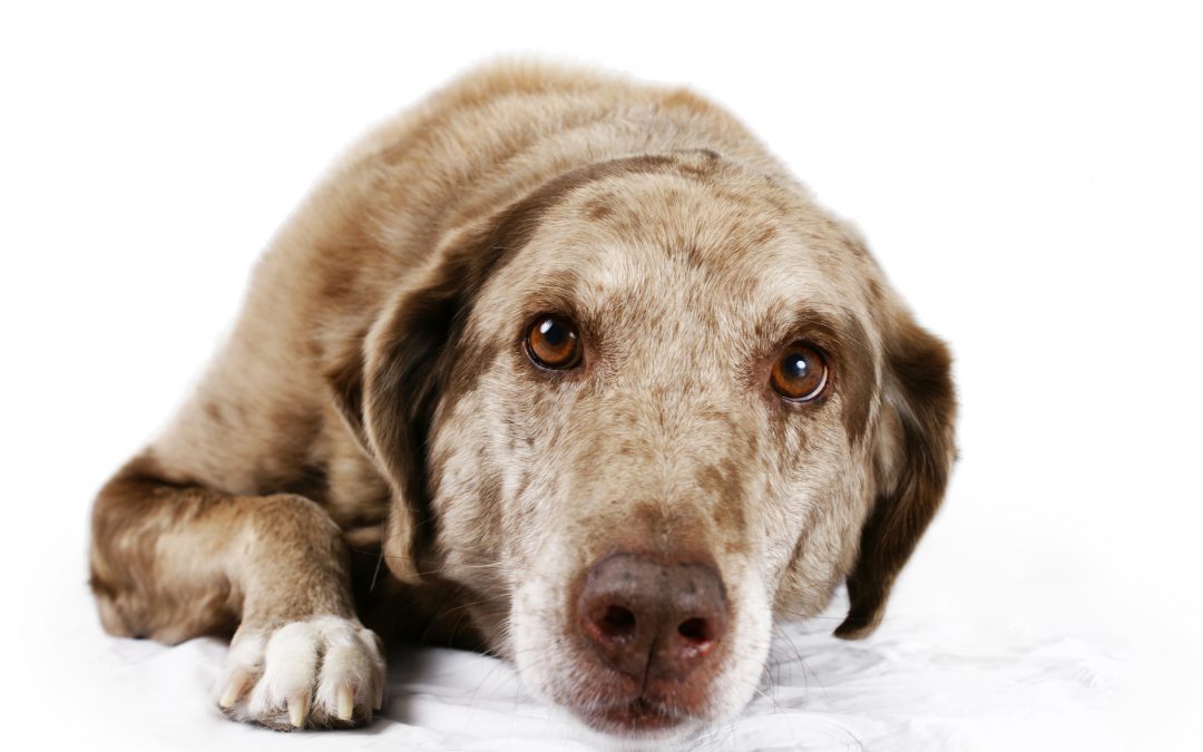 What It Means When Your Dog Vomits