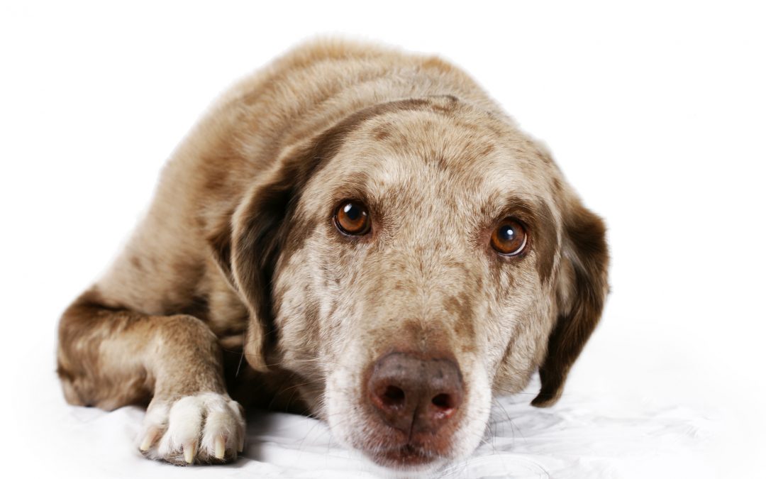 Portrait of brown eyed dog lying down