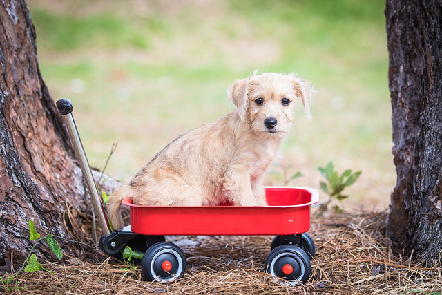 dog atop a small pull trolley