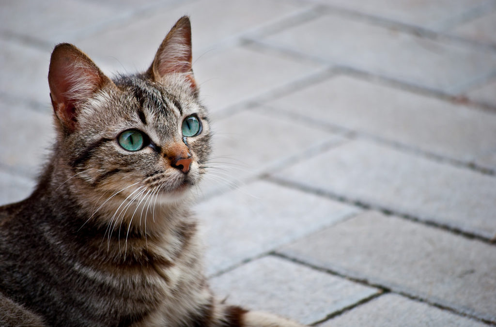 A Brief History of the Domestic Cat