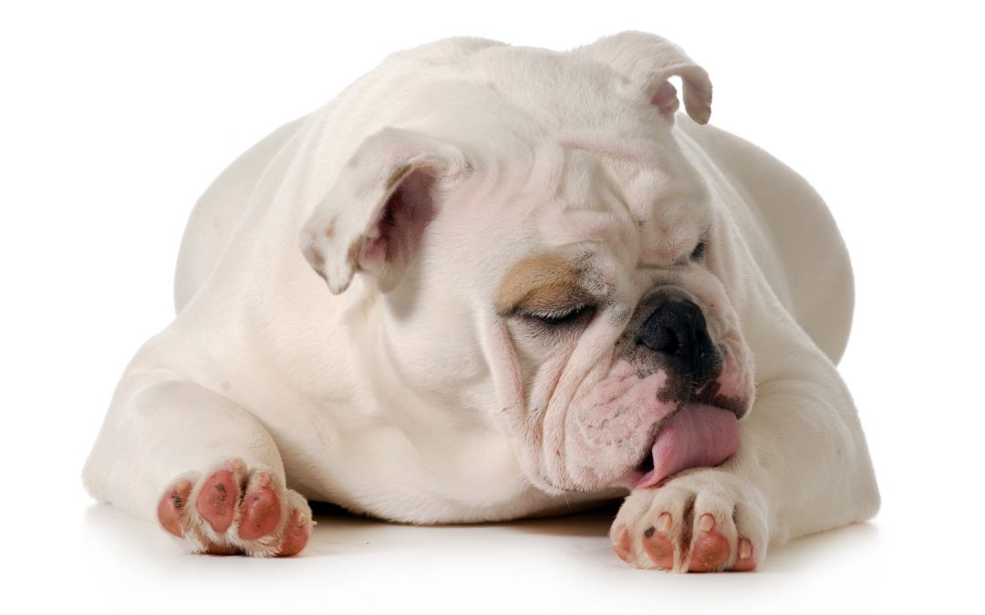bulldog lying down and licking its limb