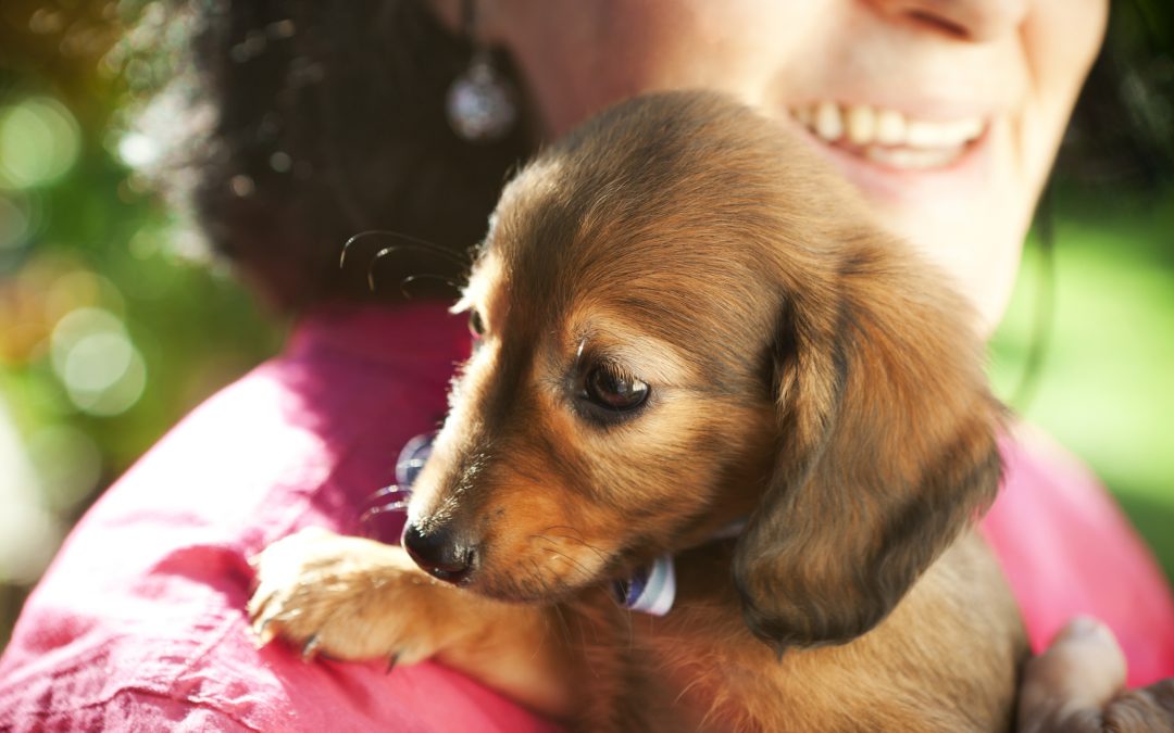 puppy held against a shoulder