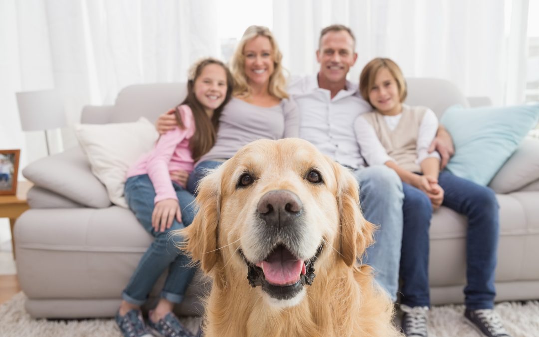 pet care in Gilbert - dog looking into camera, with human family behind on the couch