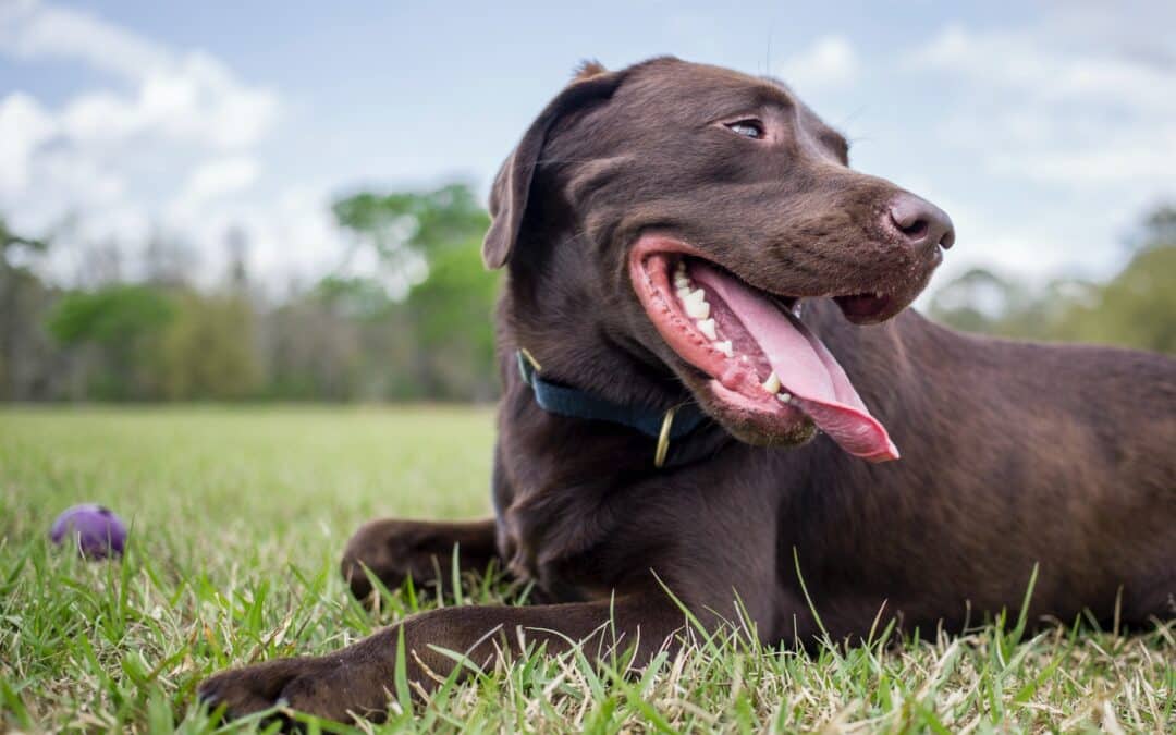 chocolate lab laying in grass smiling